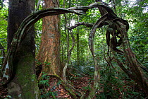 Tropical rainforest understory, Bukit Barisan National Park, Sumatra, Indonesia.
