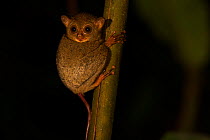 Horsfield's tarsier (Tarsius bancanus) at night in rainforest, Bukit Barisan National Park, Sumatra, Indonesia.
