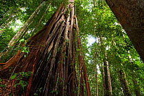Fig tree (Ficus sp) in rainforest, Bukit Barisan National Park, Sumatra, Indonesia.