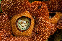 Rafflesia (Rafflesia arnoldii) Bukit Barisan National Park, Sumatra, Indonesia.