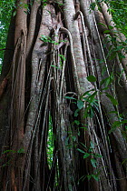 Fig trees (Ficus sp) in tropical rainforest, Bukit Barisan National Park, Sumatra, Indonesia.
