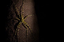 Huntsman spider (Heteropoda boiei) on tree trunk at night,  Way Kambas National Park, Sumatra, Indonesia.