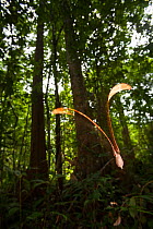 Fruit of a Dipterocarp tree (Dipterocarpaceae) seed falling to the ground, Way Kambas National Park, Sumatra, Indonesia.