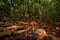 Bright red mushrooms growing on the rainforest floor, Way Kambas National Park, Sumatra, Indonesia.