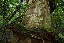 Thick liana growing around the trunk of a rainforest tree, Way Kambas National Park, Sumatra, Indonesia.