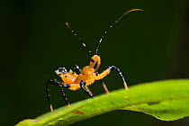 Assassin bug (Reduviidae) nymph, Way Kambas National Park, Sumatra, Indonesia.