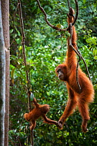 Sumatran orangutan (Pongo abelii) female holding hands with baby whilst hanging from liana. Gunung Leuser National Park, Sumatra, Indonesia.