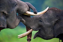 Asian elephants (Elephas maximus). Due to deforestation there is over population  of elephants in the remaining forest. Therefore the Indonesian government are capturing and domesticating these elepha...