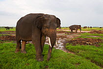 Asian elephants (Elephas maximus). Due to deforestation there is over population  of elephants in the remaining forest. Therefore the Indonesian government are capturing and domesticating these elepha...