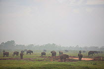 Asian elephants (Elephas maximus). Due to deforestation there is over population over elephants in the remaining forest. Therefore the Indonesian government are capturing and domesticating these eleph...