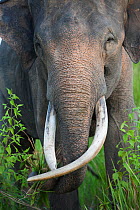 Asian elephant (Elephas maximus) portrait. Due to deforestation there is over population of elephants in the remaining forest. Therefore the Indonesian government are capturing and domesticating these...