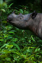 Close up of Sumatran rhinoceros (Dicerorhinus sumatrensis) female feeding, part of a breeding program, Way Kambas National Park, Sumatra, Indonesia.