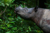 Close up of Sumatran rhinoceros (Dicerorhinus sumatrensis) female feeding. This female was acclimatized to humans. It was therefore kept by conservationist in enclosed in 10 hectare rain-forest to pro...