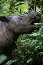 Close up of Sumatran rhinoceros (Dicerorhinus sumatrensis) female feeding. part of a breeding program, Way Kambas National Park, Sumatra, Indonesia.