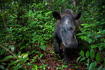 Close up of Sumatran rhinoceros (Dicerorhinus sumatrensis) female  close up,  part of a breeding program, Way Kambas National Park, Sumatra, Indonesia.