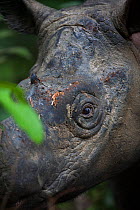 Close up of Sumatran rhinoceros (Dicerorhinus sumatrensis) adult male, captive male in a breeding program, Way Kambas National Park, Sumatra, Indonesia.