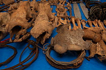 Bones of Sumatran rhinos (Dicerorhinus sumatrensis) seized by anti poaching patrol of the  RPU (Rhino Protection Unit), Sumatra, Indonesia.
