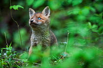 Red fox (Vulpes vulpes) cub, Burgundy, France, May.