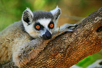 Ringed-tailed lemur (Lemur catta) resting, Berenty Reserve, Madagascar