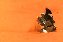 Common myna (Acridottheres tristis), fight between pairs, Berenty Reserve, Madagascar.