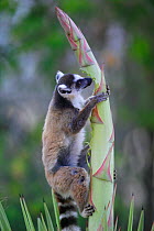 Ringed-tailed lemur (Lemur catta) feeding on sisal flowers stalk, during a poor year for fruit, Berenty reserve, Madagascar.