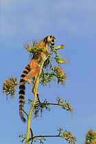 Ringed-tailed lemur (Lemur catta) foraging in sisal flowers, during a poor year for fruit, Berenty reserve, Madagascar.
