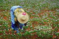 Woman collecting Madagascar periwinkle (Catharanthus roseus) flowers and leaves, used in herbal medicine, and containing molecules which are used in the treatment of leukemia. Berenty, Madagascar.
