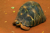 Radiated tortoise (Geochelone radiata) Berenty Reserve, Madagascar.