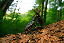 Stag beetles (Lucanus cervus) males fighting, Burgundy, France, July.