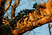 Ring tailed lemurs (Lemur catta) group in tree at sunrise, Berenty Reserve, Madagascar