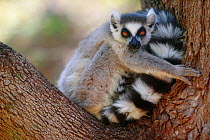 Ringed-tailed lemur (Lemur catta) with tail wrapped around baby, Berenty Reserve, Madagascar.
