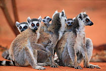 Ringed-tailed lemur  (Lemur catta) females carrying babies, Madagascar.