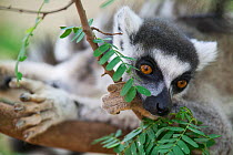 Ringed-tailed lemur (Lemur catta) Berenty Reserve, Madagascar, September.