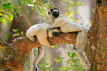 Verreaux's sifaka (Propithecus verreauxi) two resting Berenty, Madagascar.
