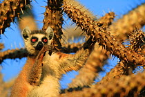 Ringed-tailed lemur (Lemur catta) in spiny tree, Berenty reserve, Madagascar