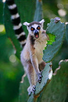 Ringed-tailed lemur (Lemur catta) feeding on Opuntia cactus, Berenty Reserve, Madagascar.
