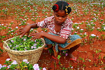 Woman collecting Madagascar periwinkle (Catharanthus roseus) flowers and leaves, used in herbal medicine, and containing molecules which are used in the treatment of leukemia cancer. Berenty, Madagasc...