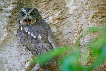 Madagascar scops owl (Otus rutilus) Berenty reserve, Madagascar.