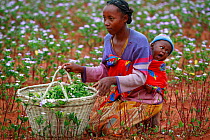 Woman with baby collecting Madagascar periwinkle (Catharanthus roseus) flowers and leaves, used in herbal medicine, and containing molecules which are used in the treatment of leukemia cancer. Berenty...