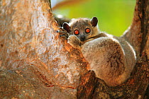 White-footed sportive lemur (Lepilemur leucopus) with large eyes, resting during the day, Madagascar.