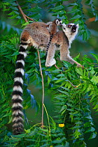 Ringed-tailed lemur (Lemur catta) female  carrying tiny baby,  Berenty reserve, Madagascar