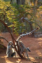 Ringed-tailed lemur (Lemur catta) scent marking territory, Berenty reserve, Madagascar.