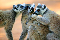 Ringed-tailed lemur (Lemur catta) females grooming baby,  Berenty reserve, Madagascar