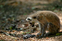 Ringed-tailed lemur (Lemur catta) female with dead baby,  killed during fight between females. Berenty reserve, Madagascar
