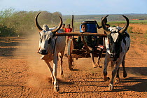 Zebu drawn cart on track, Berenty area, Madagascar, October 2015.
