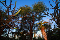 Malagasy spiny bush forest, with Madagascar ocotillo (Alluaudia procera), Aloe tree (Aloe sp) and  Berenty Reserve, Madagascar.
