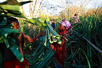 People collecting Sisal (Agave sisalana) leaves to dry and make into ropes, Berenty Reserve, Madagascar.