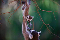Ringed-tailed lemur (Lemur catta) female reaching towards baby,  Berenty reserve, Madagascar