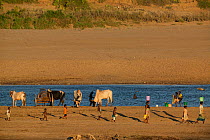 People with Zebu cattle at riverside, Berenty Reserve, Madagascar. October 2005.