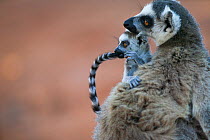Ringed-tailed lemur (Lemur catta) female with baby chewing its own tail, Berenty reserve, Madagascar